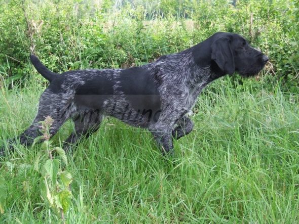 VOM HUNDEGELAUT - Image 3