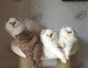 CHATTERIE DU MONDE DE GAIA