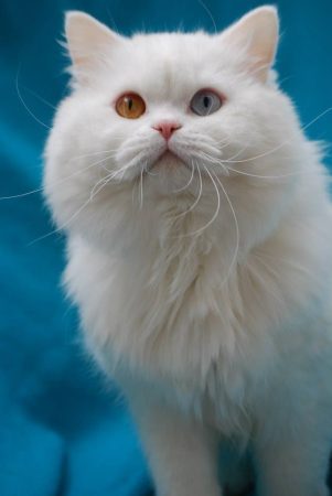 CHATTERIE DES PTIS KACHOTIERS - Image 6