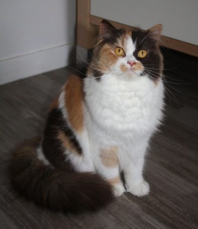 CHATTERIE DES PTIS KACHOTIERS - Image 12