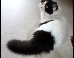 CHATTERIE DES PTIS KACHOTIERS