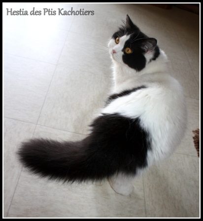 CHATTERIE DES PTIS KACHOTIERS - Image 4