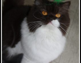 CHATTERIE DES PTIS KACHOTIERS