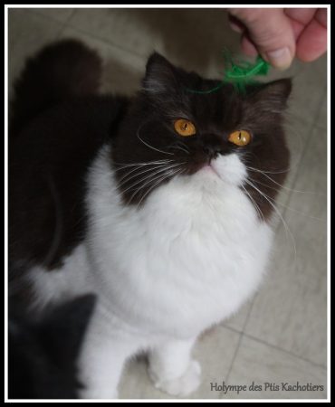 CHATTERIE DES PTIS KACHOTIERS - Image 10