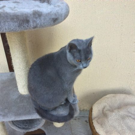 MOINE BRIGITTE - Image 2