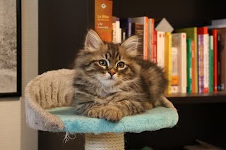 CHATTERIE DE DARYAZUR – AOPEG - Image 11