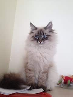CHATTERIE DE DARYAZUR – AOPEG - Image 10