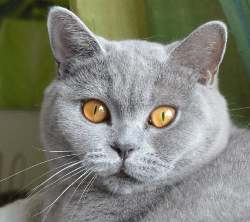 SO IRRESISTIBLE - Image 6