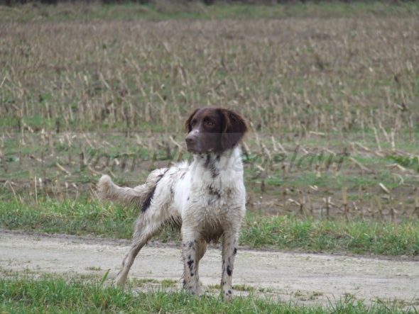 VOM HUNDEGELAUT - Image 6