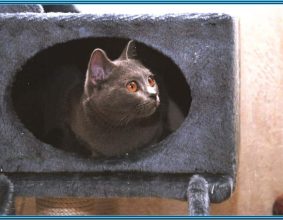 CHATTERIE DU MAS DE TOULOUSE