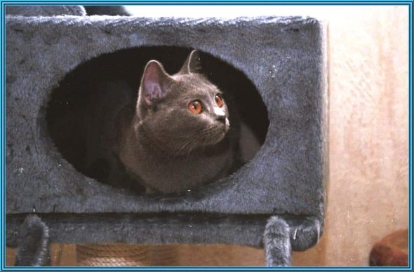 CHATTERIE DU MAS DE TOULOUSE - Image 1
