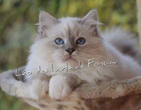 LES HAUTS FONCIAU
