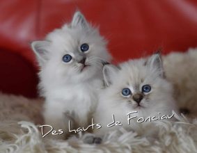 LES HAUTS FONCIAU