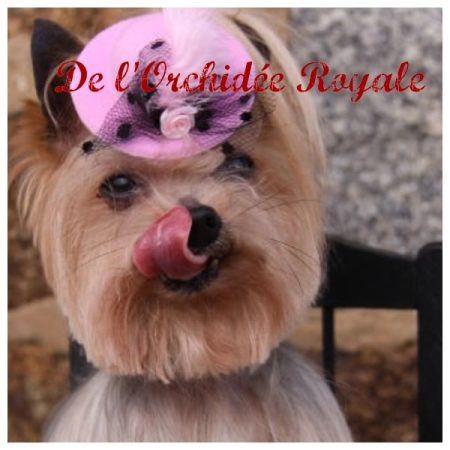 DE L&rsquo;ORCHIDEE ROYALE - Image 6