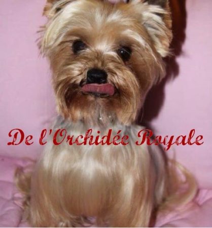 DE L&rsquo;ORCHIDEE ROYALE - Image 7