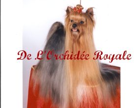 DE L&rsquo;ORCHIDEE ROYALE