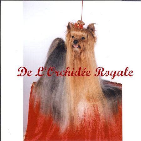 DE L&rsquo;ORCHIDEE ROYALE - Image 4