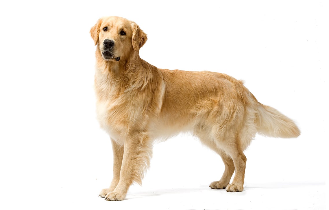 Golden retriever