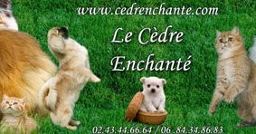 ELEVAGE DU CEDRE ENCHANTE