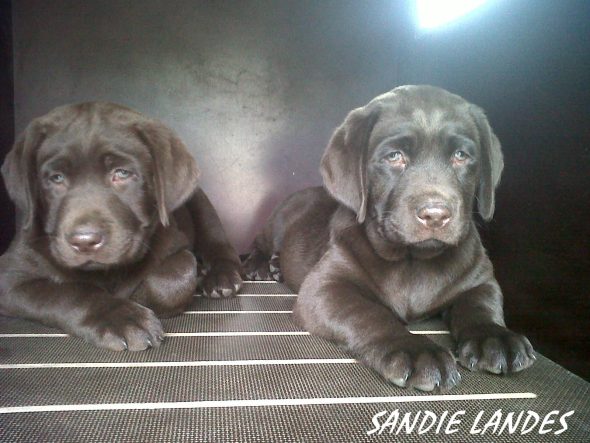 ELEVAGE DE SANDIE LANDES - Image 7