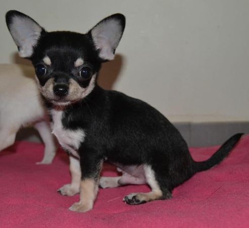 DES MINIS CROTTES - Image 1