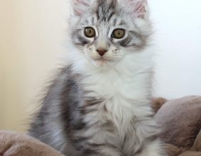 KE SULENA DE TENGRI NOIR