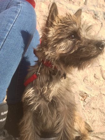 GAEC SELECTION CANINE - Image 8