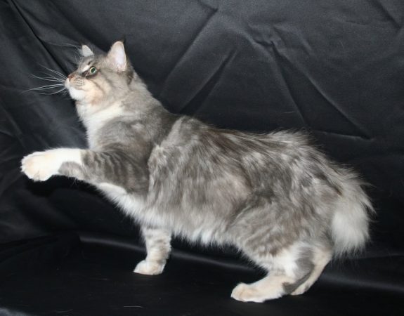FANTAISIE DE KERMA - Image 5