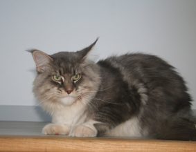 FANTAISIE DE KERMA