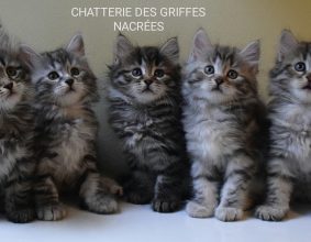 LES GRIFFES NACREES