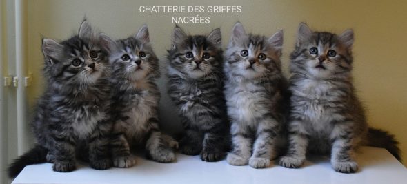 LES GRIFFES NACREES - Image 5