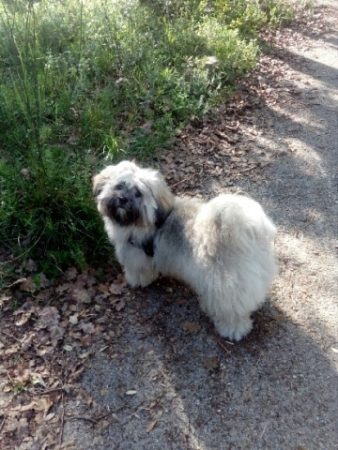 GAEC SELECTION CANINE - Image 9
