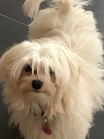 GAEC SELECTION CANINE - Image 6
