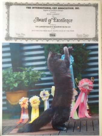 FAIRYWITCH ELEVAGE - Image 10