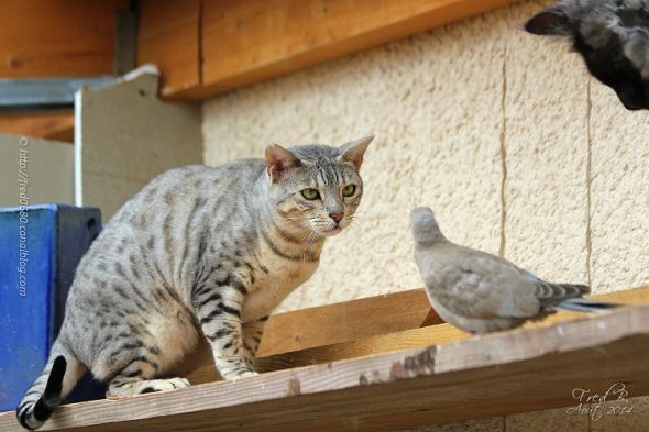 DES MINIS CROTTES - Image 8