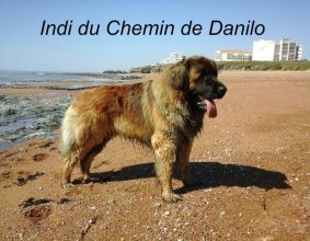 KERLEO DU GROS CHENE