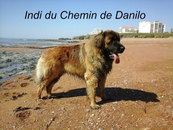 KERLEO DU GROS CHENE - Image 5