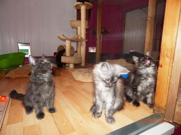 Chatterie de la Foret de Brot - Image 6