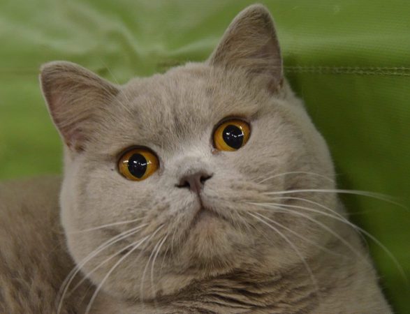 SO IRRESISTIBLE - Image 8