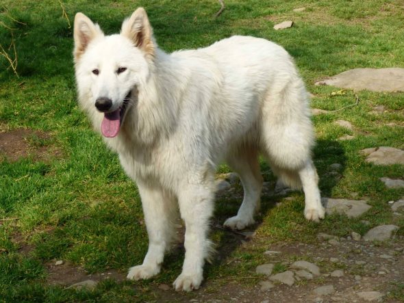 DESSET SERGE - Image 1