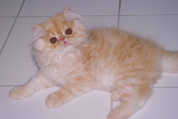 TIRARD MARIE JOSE - Image 6