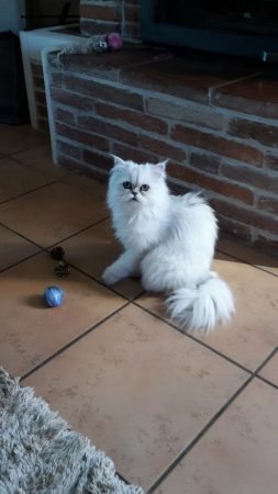 VIEU LUCILE - Image 6