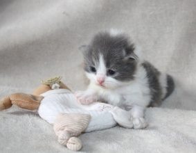 CHATTERIE DES PTIS KACHOTIERS