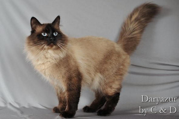 CHATTERIE DE DARYAZUR – AOPEG - Image 6