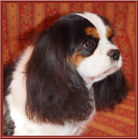 DE LULINE - Image 6