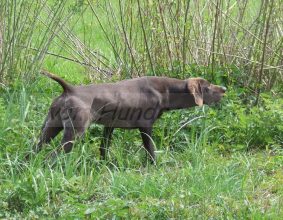VOM HUNDEGELAUT