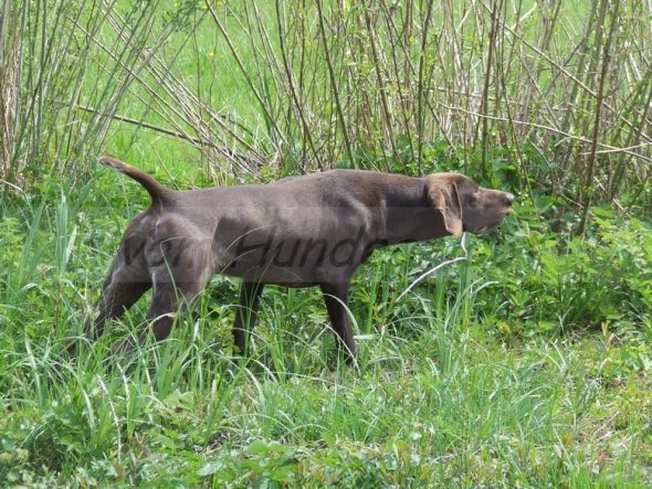 VOM HUNDEGELAUT - Image 5