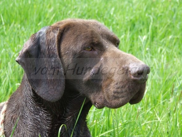 VOM HUNDEGELAUT - Image 7