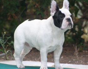 AUDIBERT ANNE MARIE