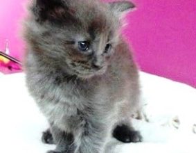 Chatterie de la Foret de Brot